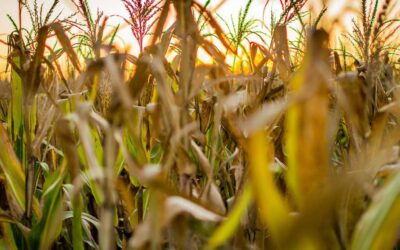 Quais as áreas de atuação relacionadas à Agronomia?